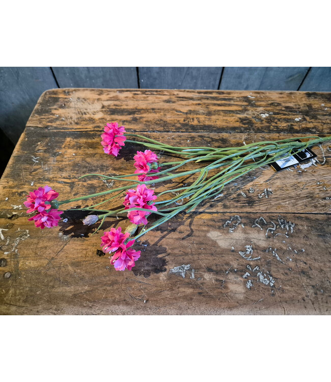 Countryfield # Bloem Centaurea rood-12x12x66CM - korenbloem fuchsia