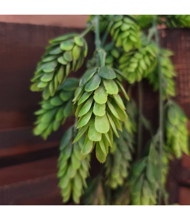 Countryfield Humulus Lupulus (Hop) ro groen-L75B25H3CM