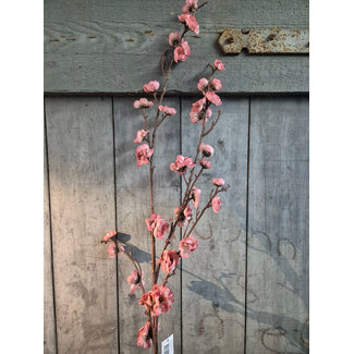 Glory pink