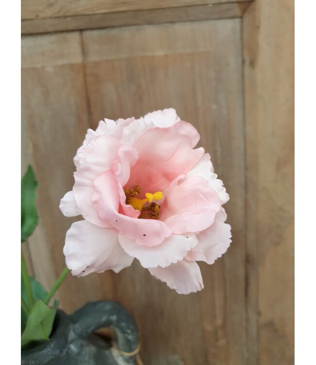 Countryfield # Lisianthus roze-L93,98B13,97H13,97CM