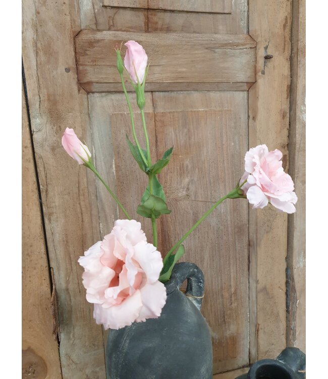 Countryfield # Lisianthus roze-L93,98B13,97H13,97CM
