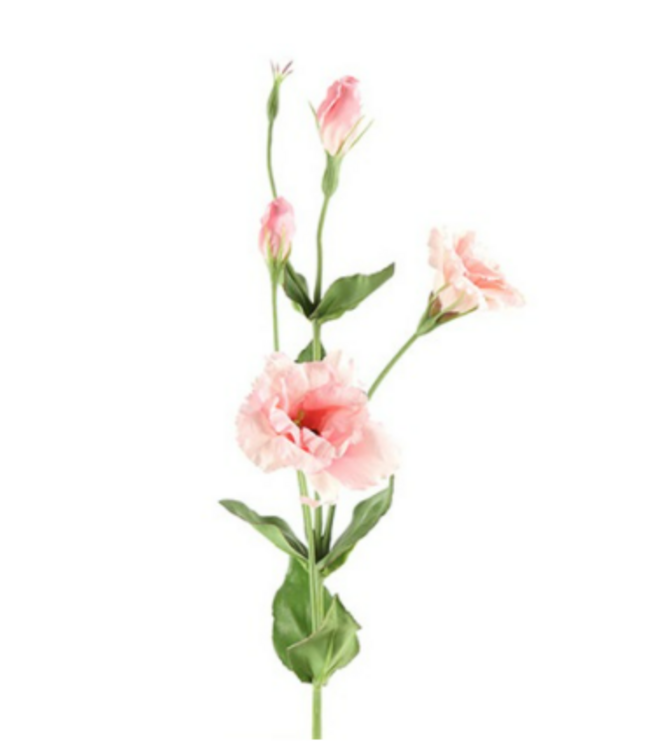 Countryfield # Lisianthus roze-L93,98B13,97H13,97CM