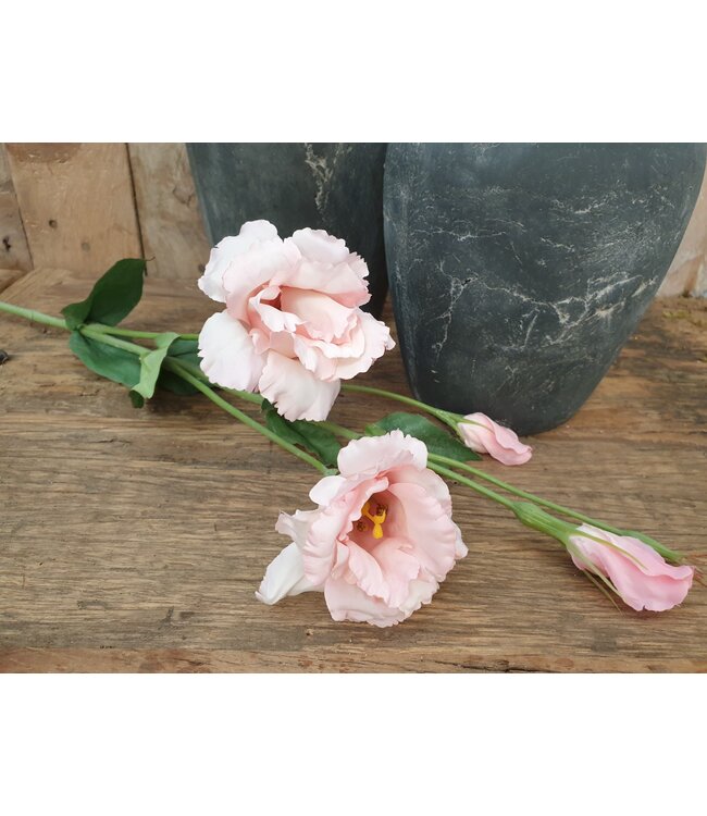 Countryfield # Lisianthus roze-L93,98B13,97H13,97CM