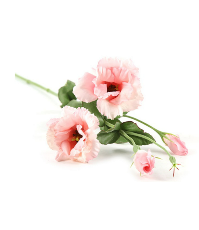 Countryfield # Lisianthus roze-L93,98B13,97H13,97CM