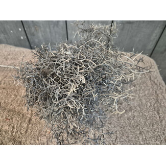 Countryfield # Tak/bos grijze tilandsia - ca. 30 cm