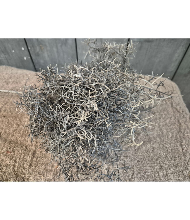 Countryfield # Tak/bos grijze tilandsia - ca. 30 cm