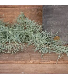 # Asparagus flocked - kunst - 100 cm