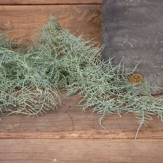 # Asparagus flocked - kunst - 100 cm
