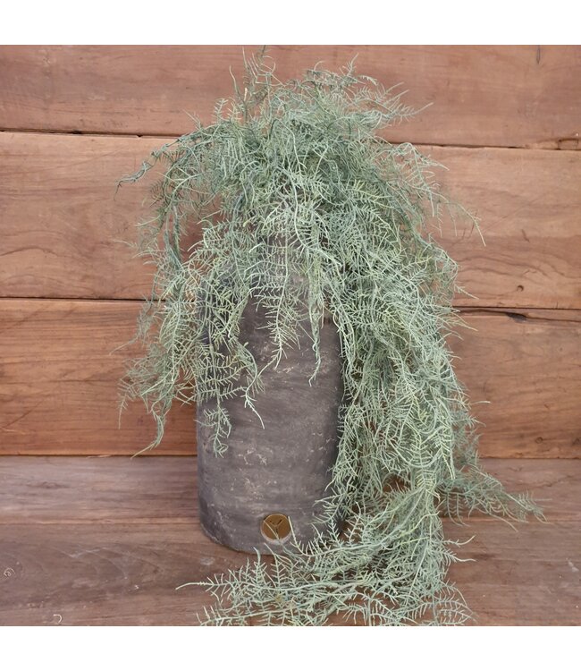 # Asparagus flocked - kunst - 100 cm