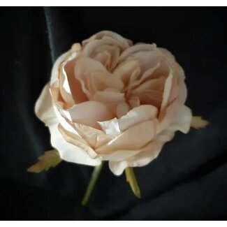 Rose antique cream 31 cm