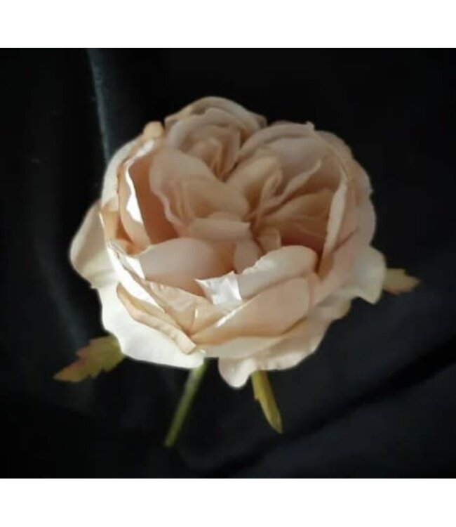 Rose antique cream 31 cm