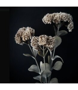 Sedum Antique cream - 50 cm