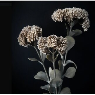 Sedum Antique cream - 50 cm
