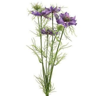 Countryfield Bloem Cosmos bipinnatus Jalish-8x8x66CM