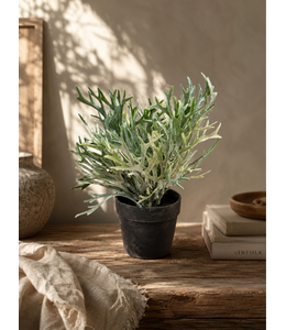 ## Kunstplant Platycerium groen-L20B20H24CM