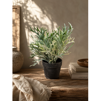 ## Kunstplant Platycerium groen-L20B20H24CM