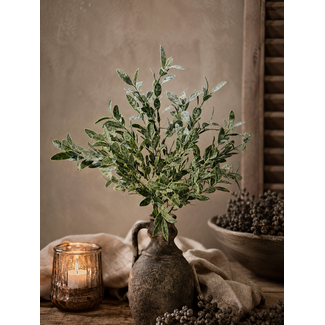## LIGUSTRUM BUSH 42 cm