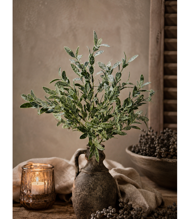 ### LIGUSTRUM BUSH 42 cm