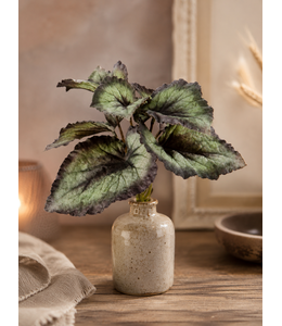 Begonia Bush 25cm