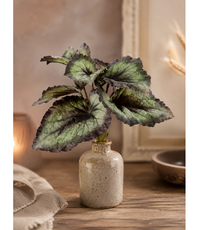 ### Begonia Bush 25cm