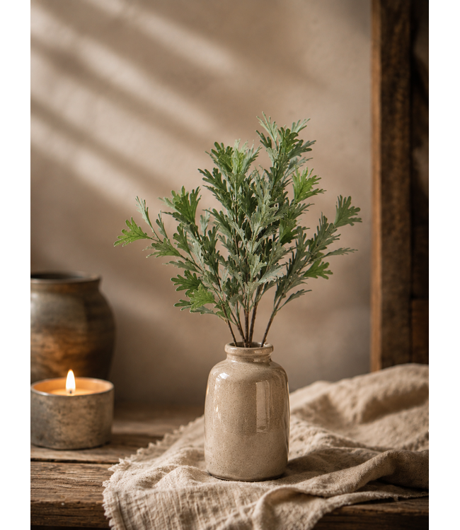 ### SENECIO BUSH GREY 30 cm