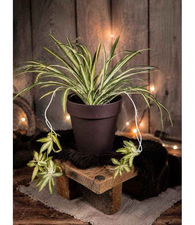 Countryfield ### Chlorophytum groen-L44B44H29CM