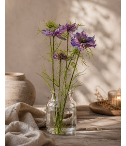 Countryfield Bloem Cosmos bipinnatus Jalish-8x8x66CM