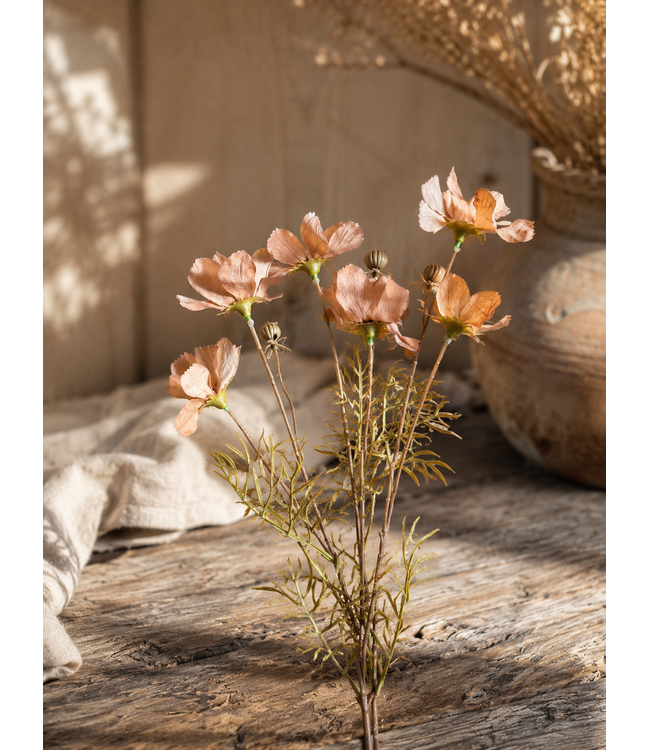 # Cornus Kousa Ant. Brown 67 cm