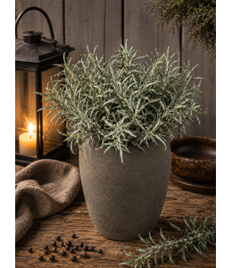 # G274 - podocarpus bush x 7 29 cm