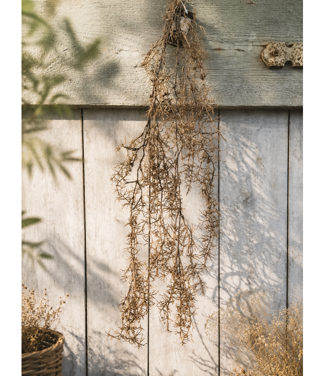Countryfield # Kunstblad treur/hang Asparagus bruin-L96B36H6CM