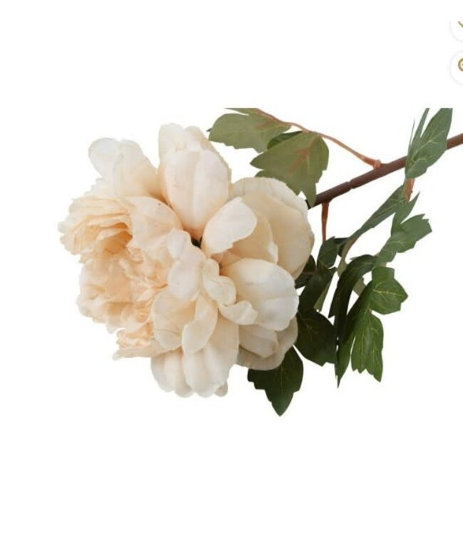 Countryfield Bloem Dahlia miranda crème-15x15x62CM