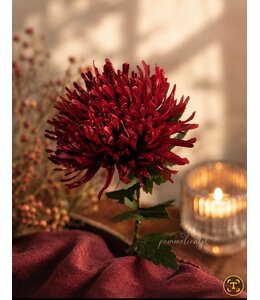@ spider mum burgundy - 80 cm