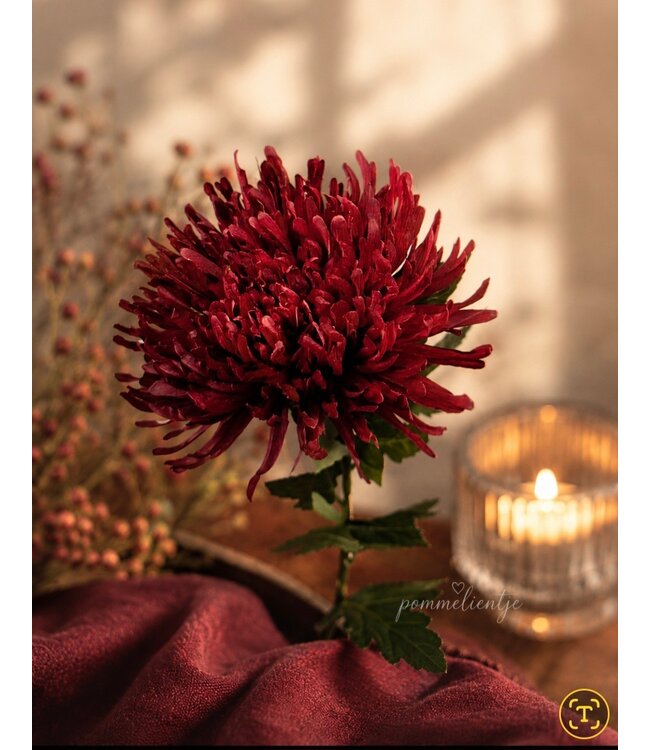 spider mum burgundy - 80 cm