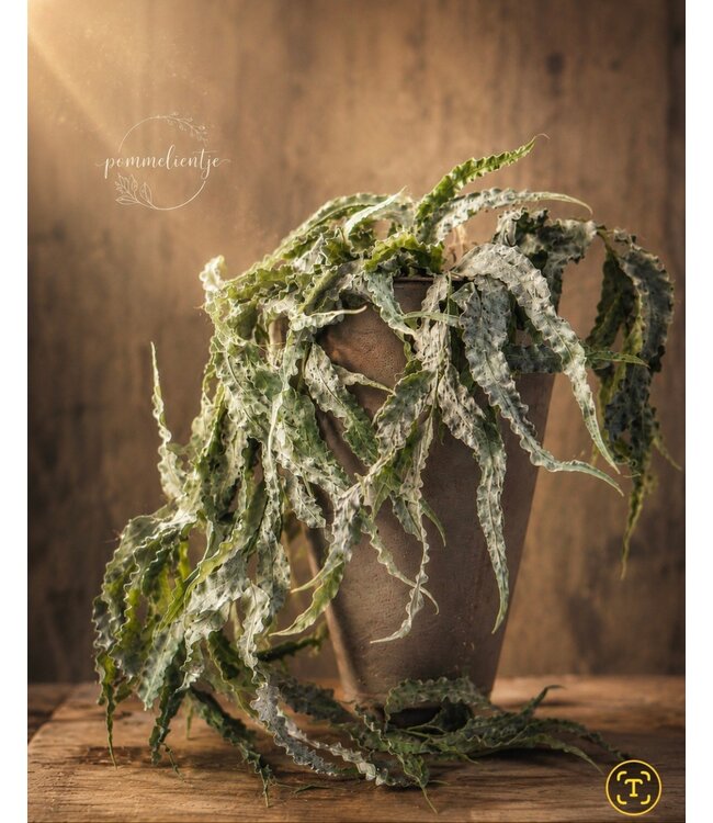 # Carved euca hanging bush 80 cm