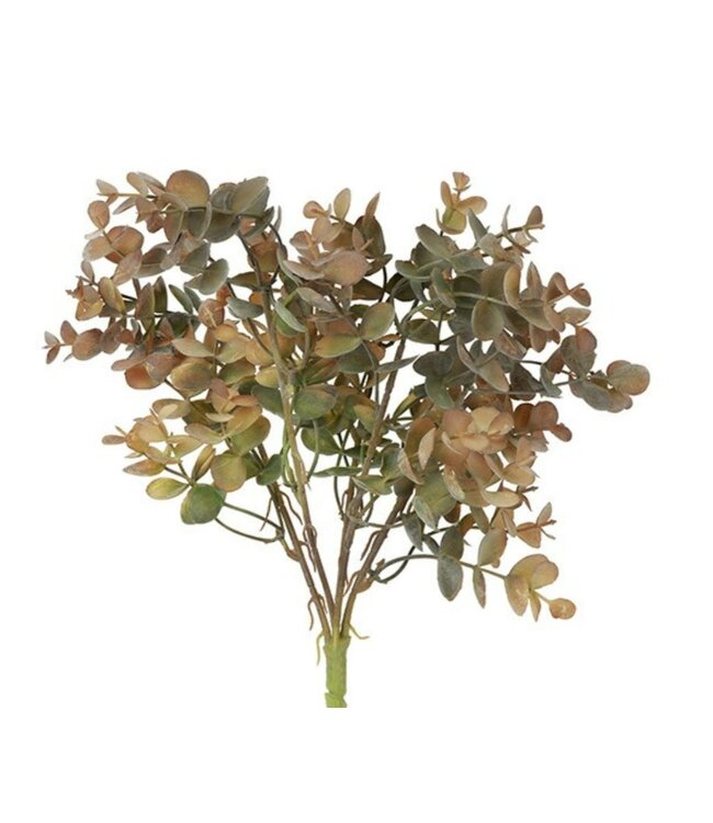 Plant steker Eucalyptus S l.bruin-15x15x33CM