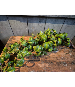 Countryfield @ Plant steker/hang Peperomia g-20x13x83CM