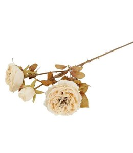 Countryfield @ Bloem Rosa Austin Cas wit-16x12x59CM