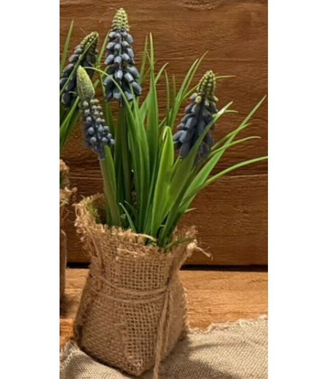 Countryfield # Blauwe druif in jute Muscari  - L8B8H20CM
