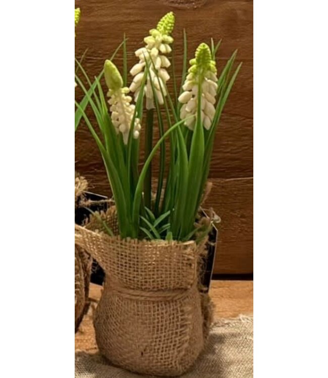 Countryfield # Witte druif in jute Muscari  - L8B8H20CM