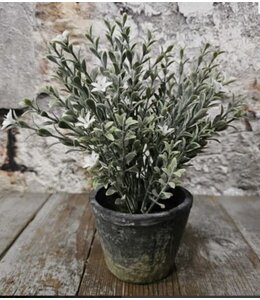 # Silk Lilac in cement pot 24cm