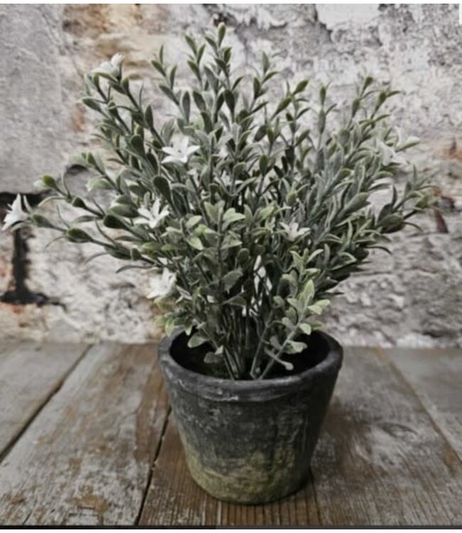 Silk Lilac in cement pot 24cm
