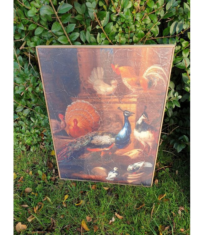 Muse pauw op doek in houten lijst - 51 x 71 cm