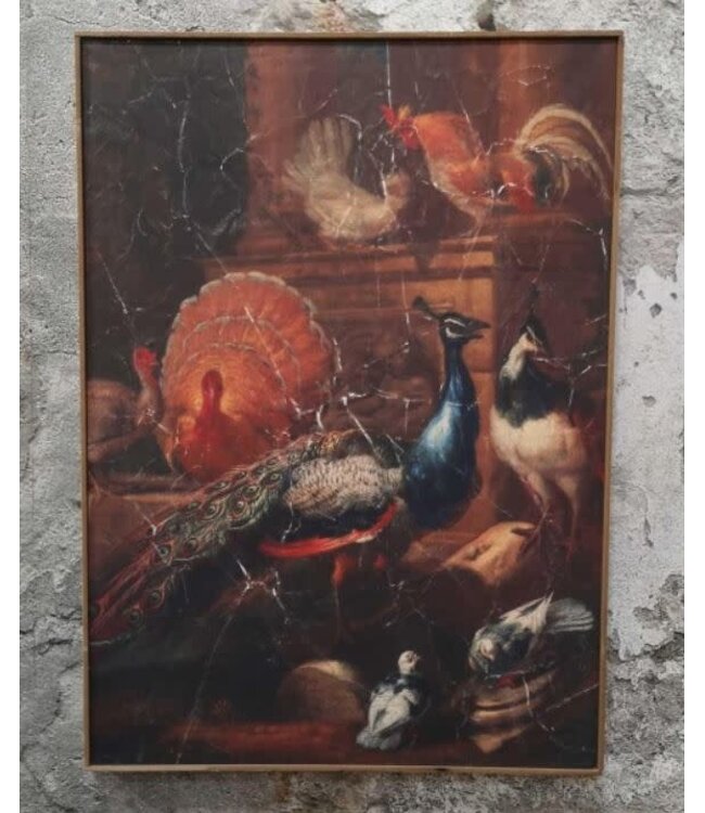 Muse pauw op doek in houten lijst - 51 x 71 cm