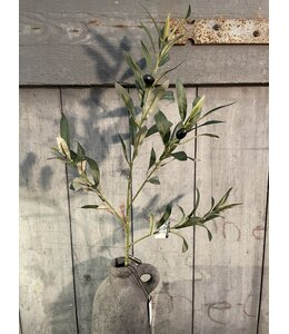 Countryfield @ Olijventak - Olea groen-L5B20H80CM