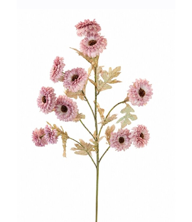 # Aster ag. Lila - 88 cm