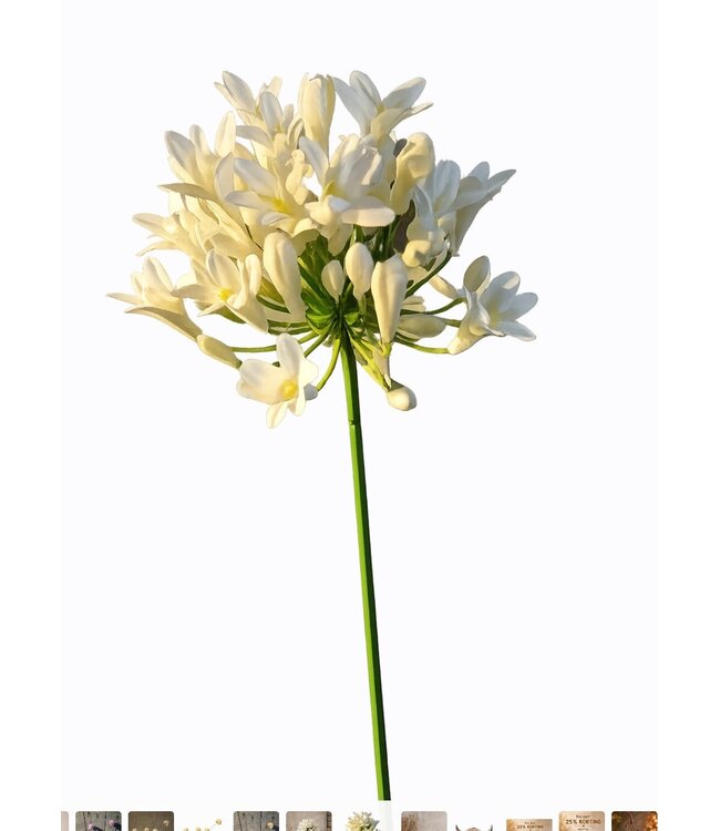 # Agapanthus cream 73cm