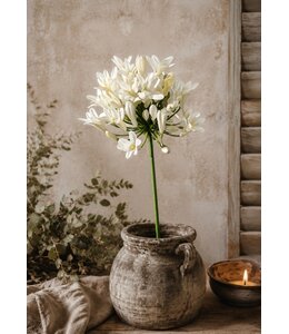 # Agapanthus cream 73cm