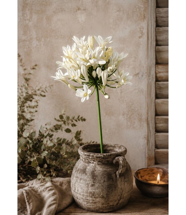 # Agapanthus cream 73cm
