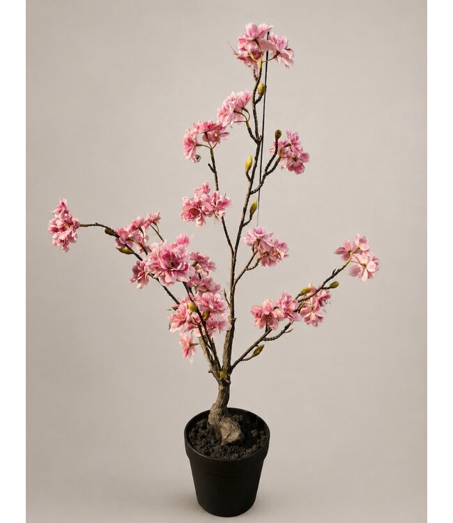 Countryfield # Roze bloesem boom in pot - ca. 65 cm