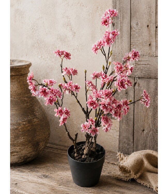 # Roze bloesem boom in pot - ca. 80 cm
